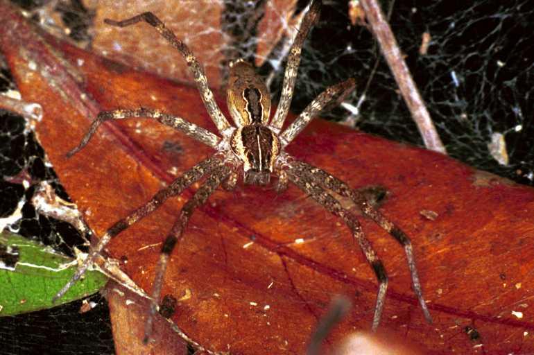 Dendrolycosa_icadia_F0808_Z_90_Maurilyan harbour_Australie.jpg